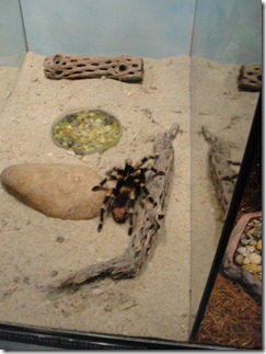 We watched the Tarantula feeding